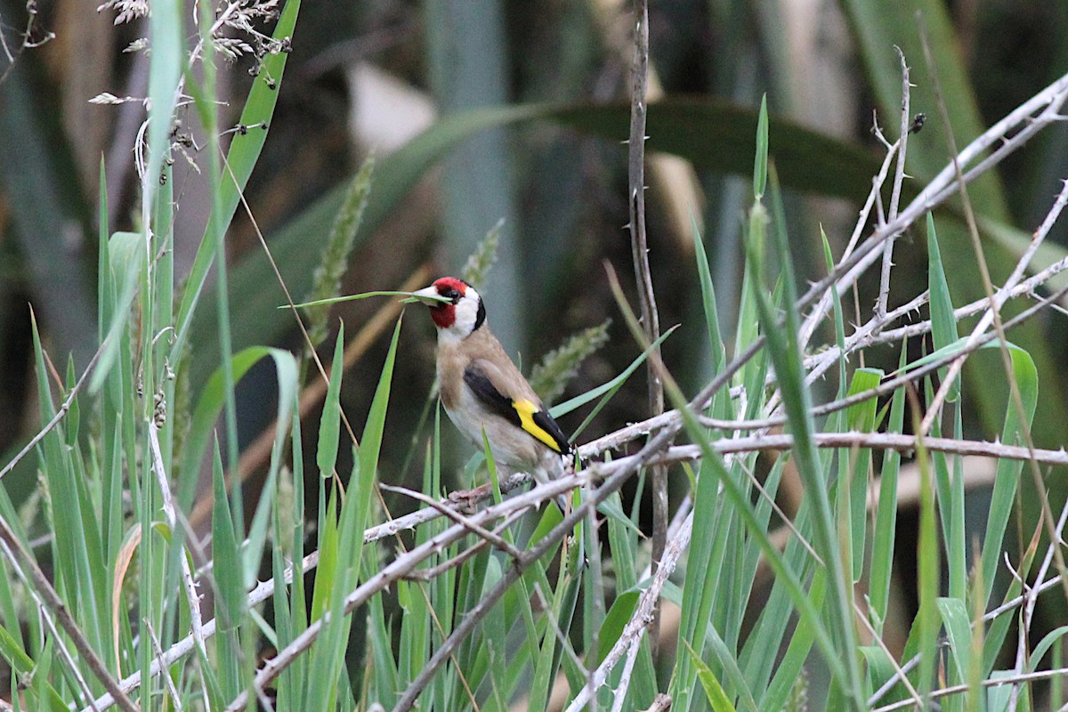 European Goldfinch - ML645910628