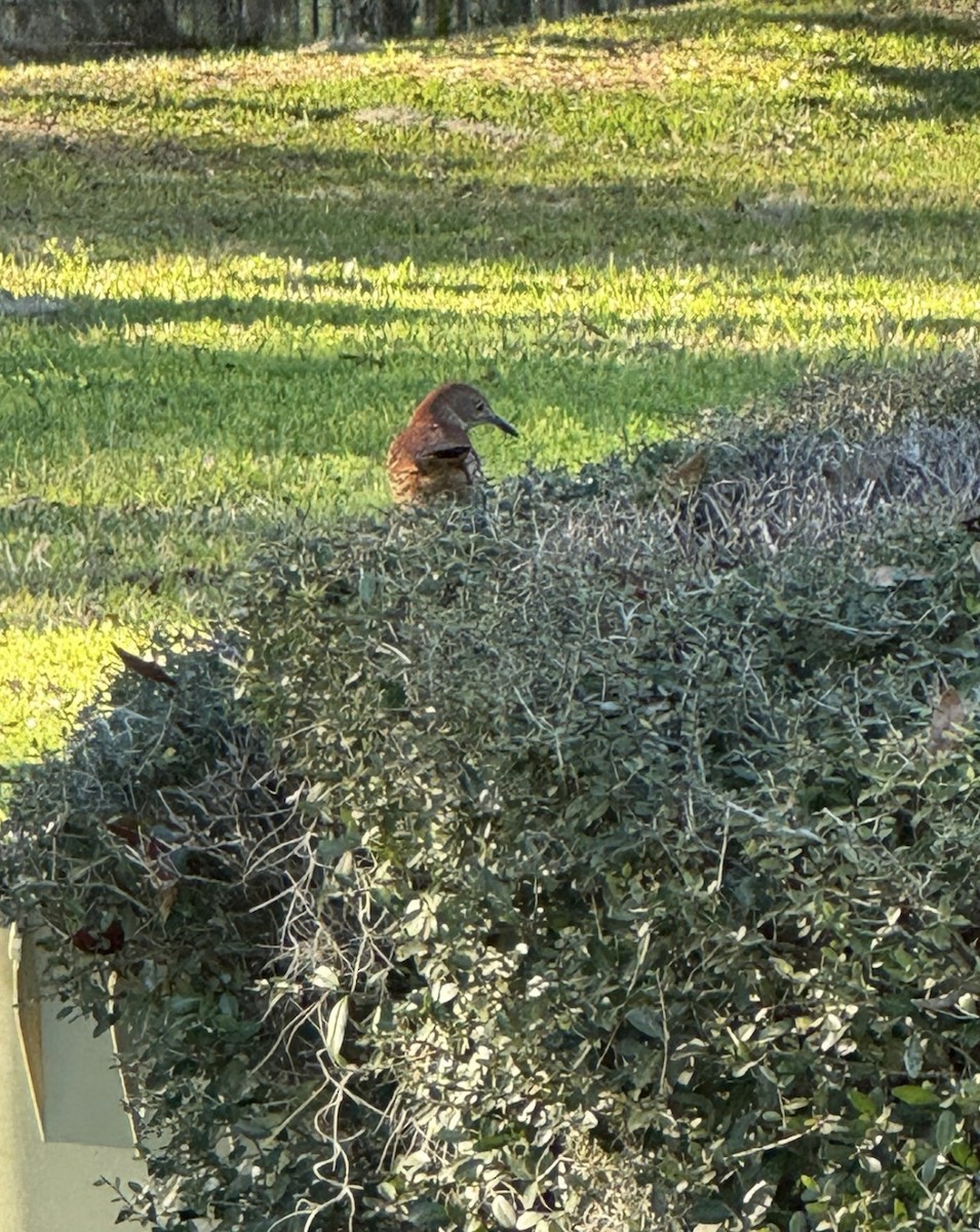 דשוש חום - ML645910632