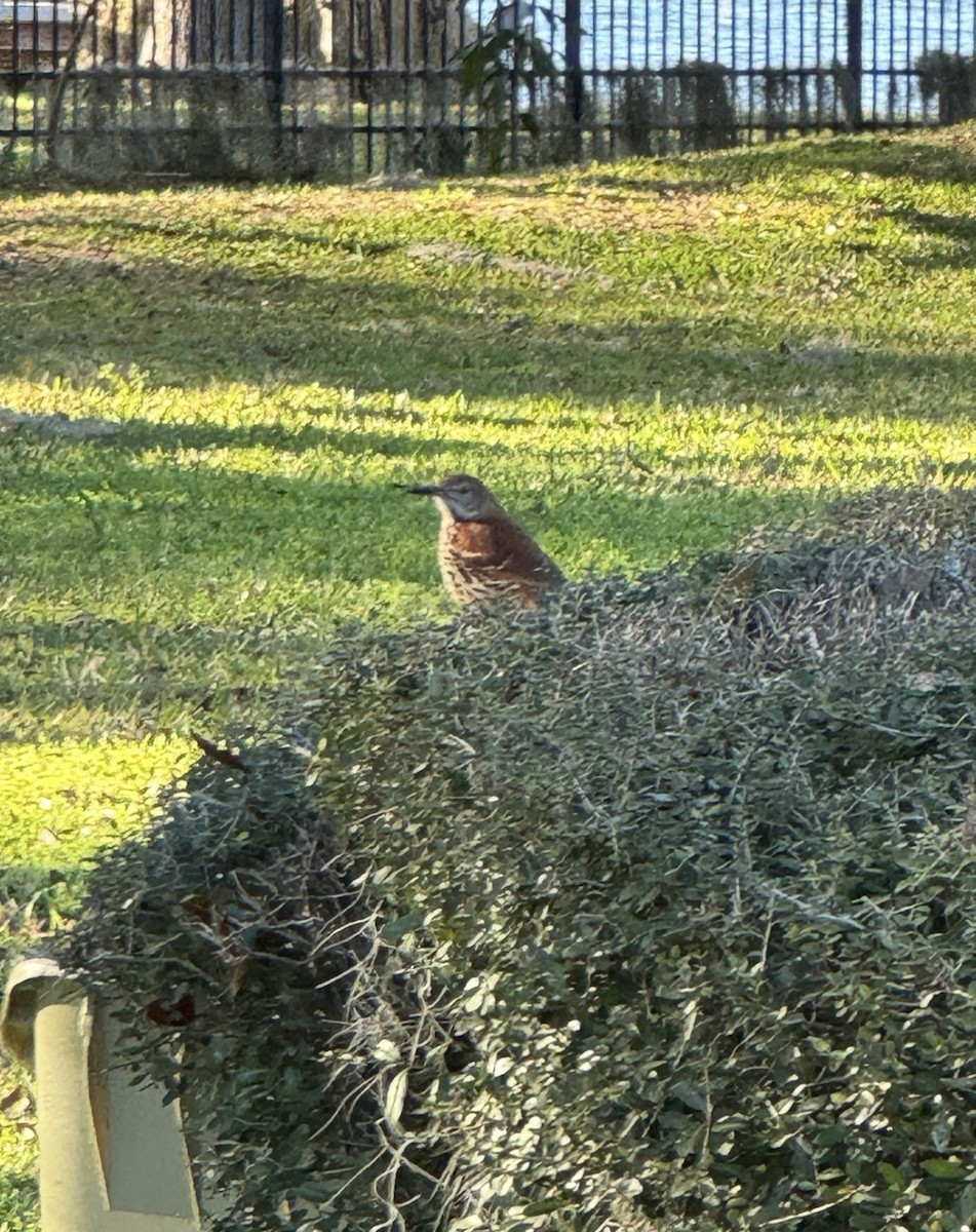 דשוש חום - ML645910633