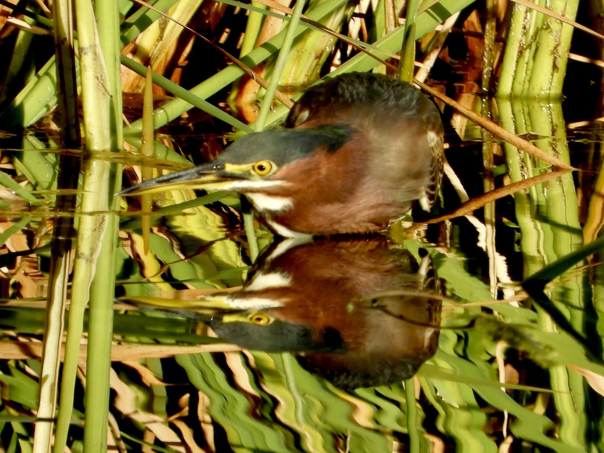 Green Heron - ML645910635