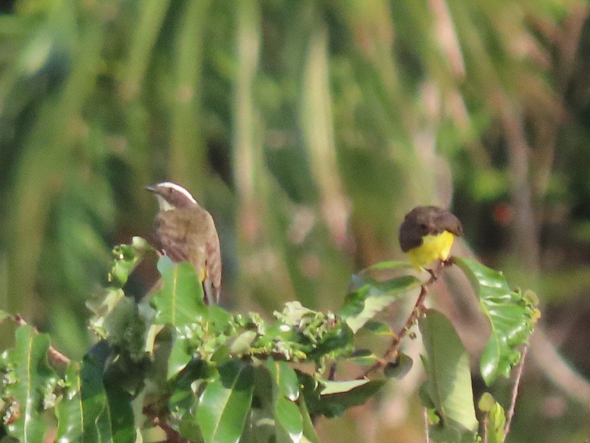 Rusty-margined Flycatcher - ML645910641