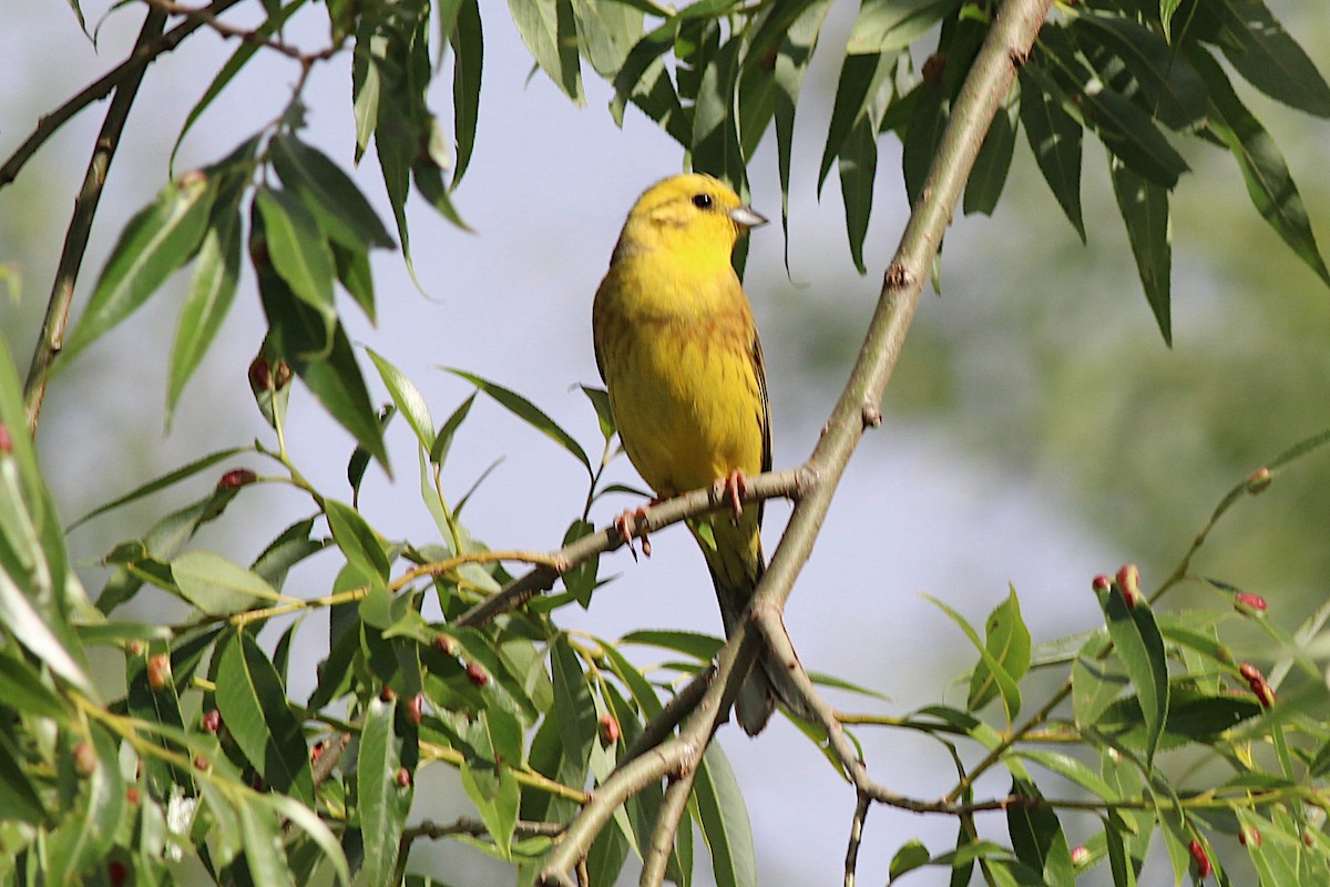 Yellowhammer - ML645910642