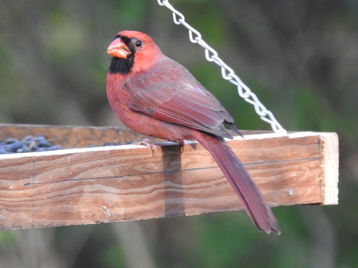 Northern Cardinal - ML645910652