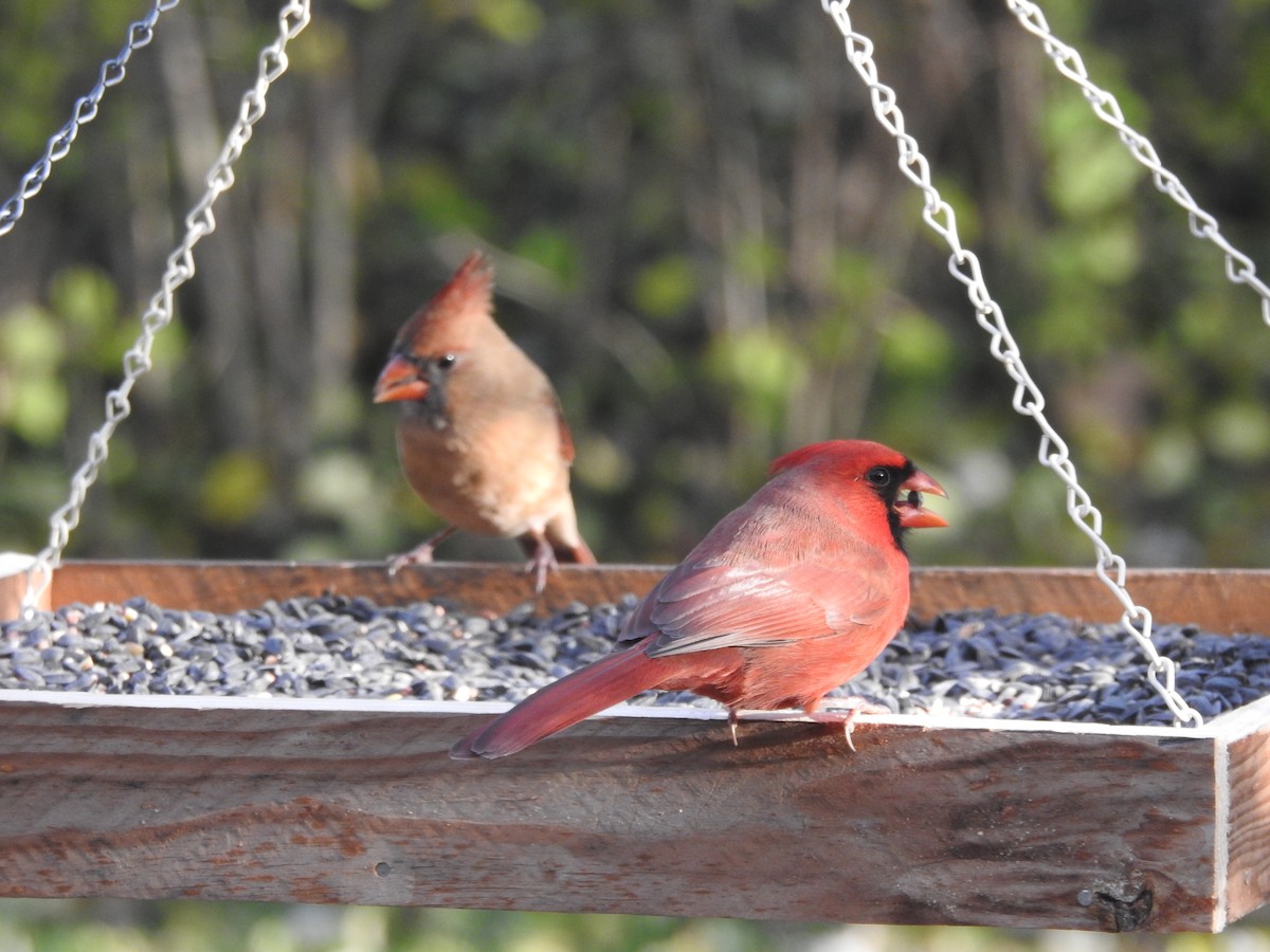 Northern Cardinal - ML645910653