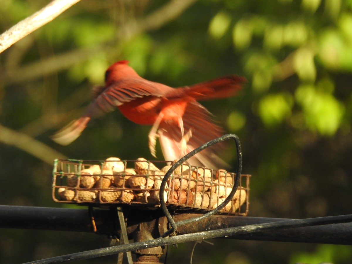 Northern Cardinal - ML645910654