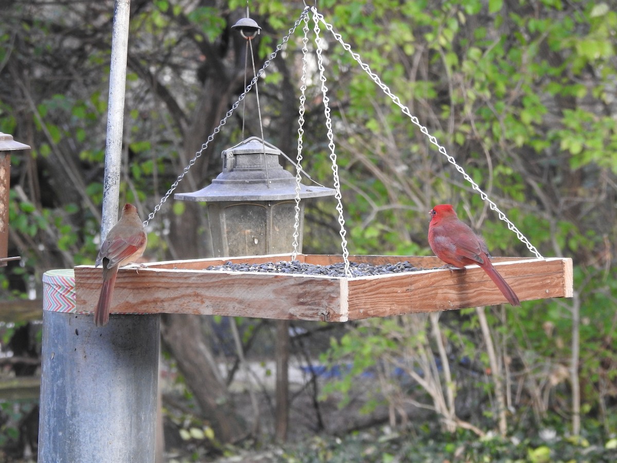 Northern Cardinal - ML645910655