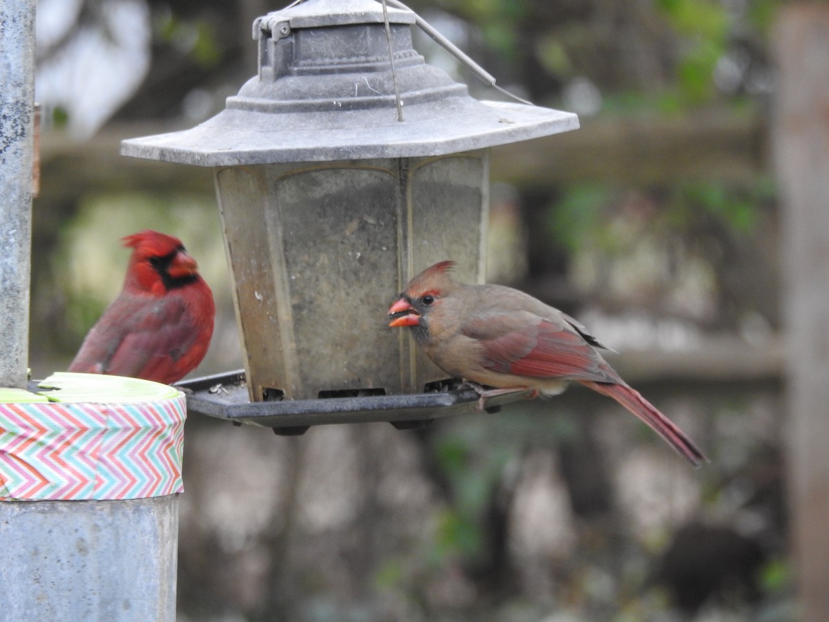 Northern Cardinal - ML645910656