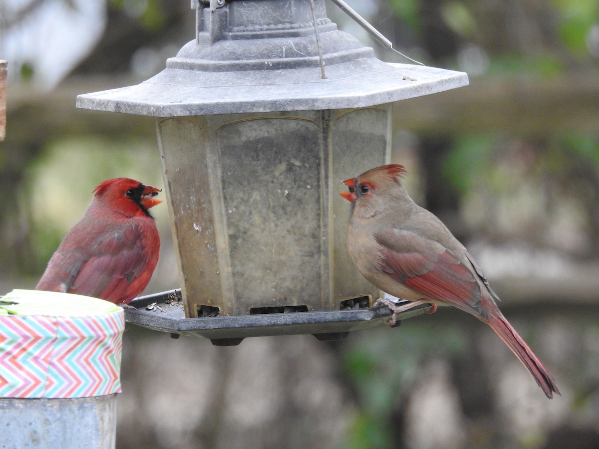 Northern Cardinal - ML645910657
