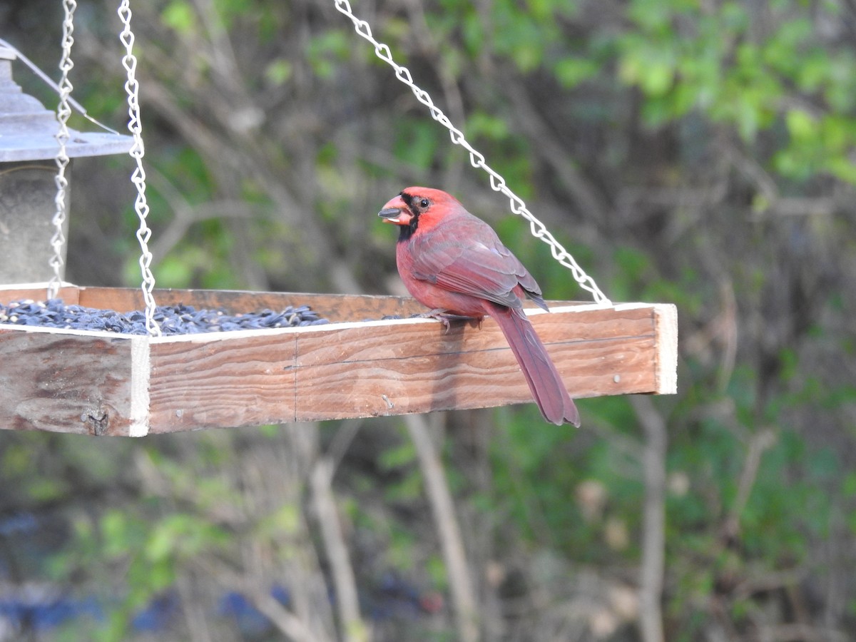 Northern Cardinal - ML645910658