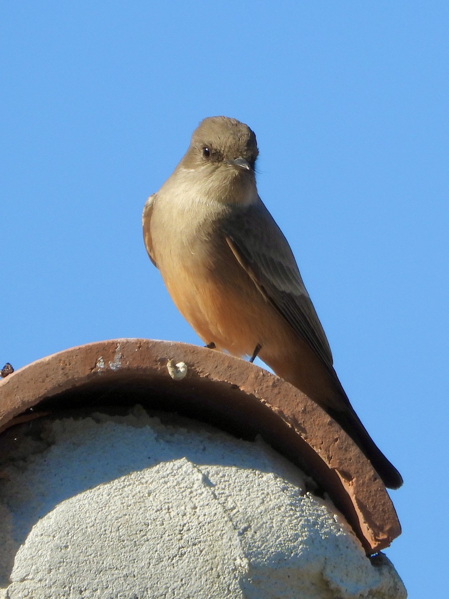 Say's Phoebe - ML645910659