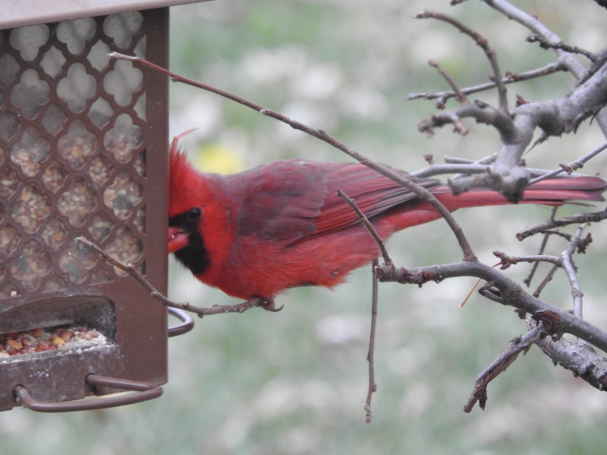 Northern Cardinal - ML645910660