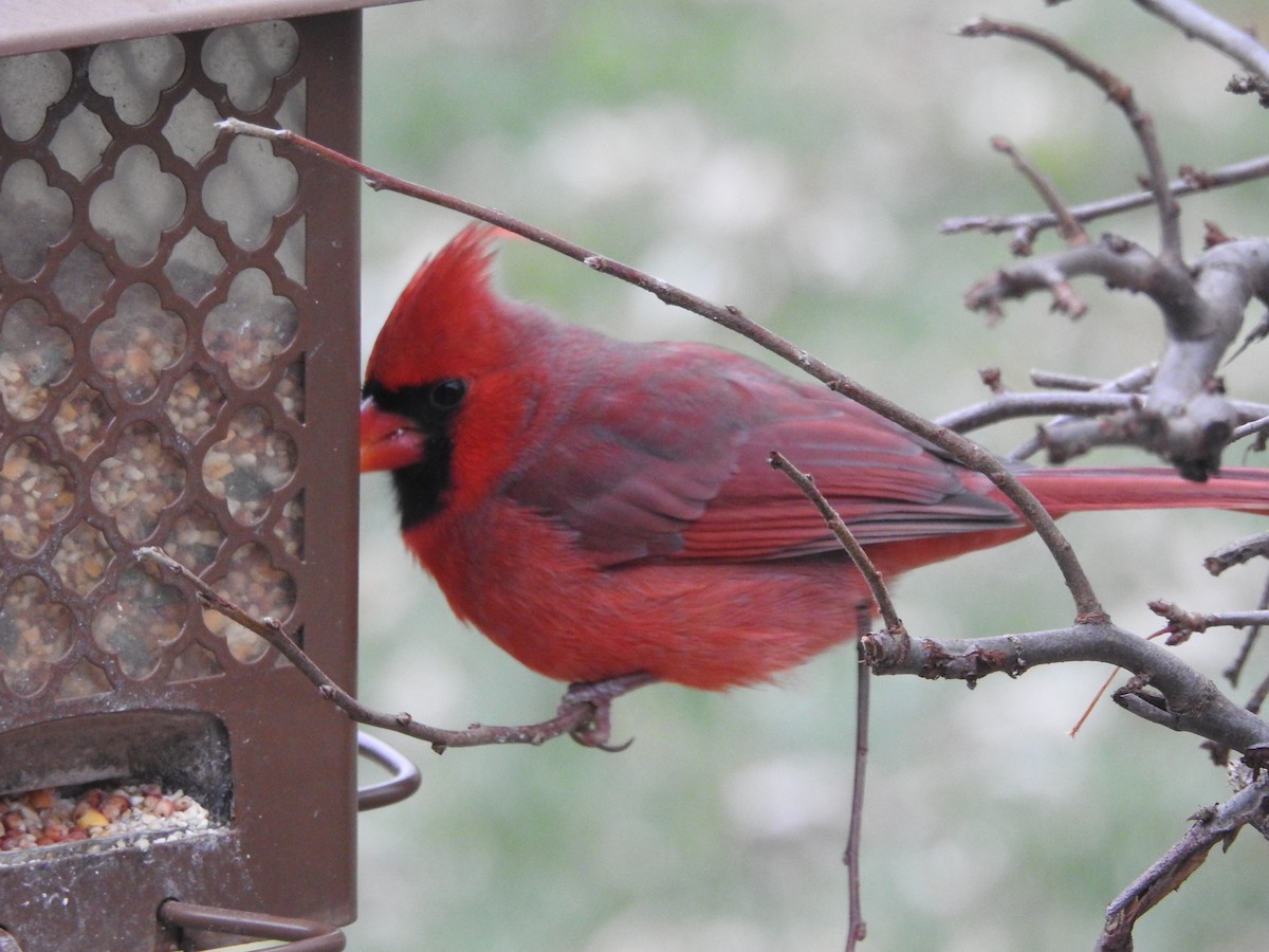 Northern Cardinal - ML645910661