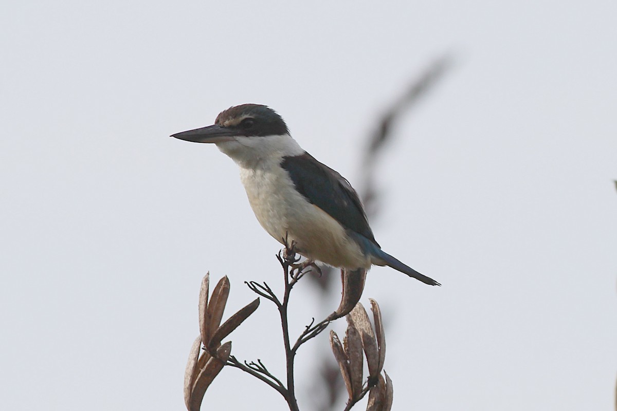 Sacred Kingfisher - ML645910665