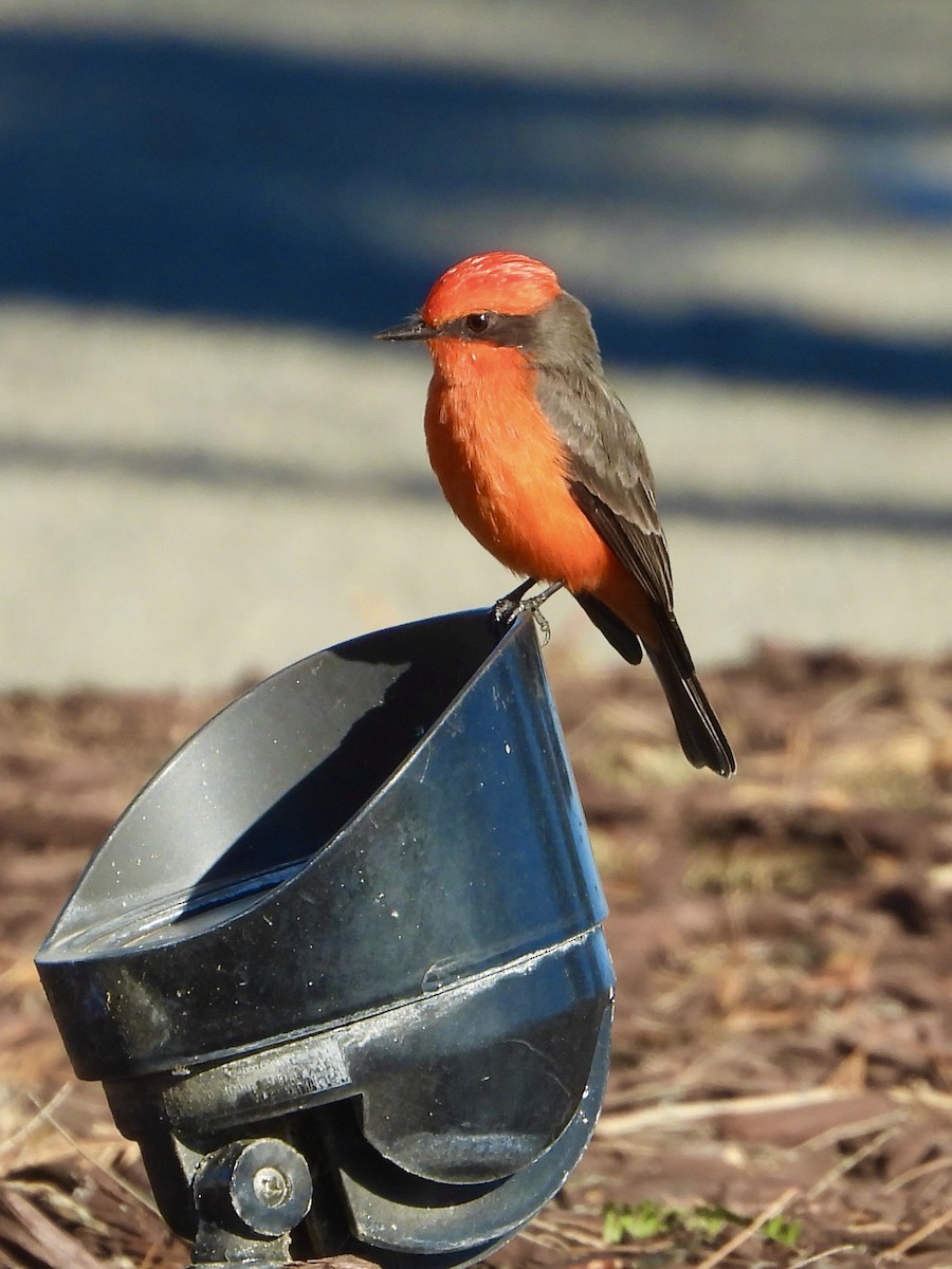 Vermilion Flycatcher - ML645910668