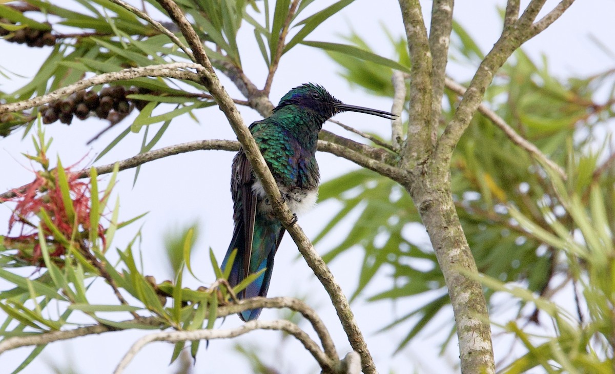 fiolørekolibri - ML645910673