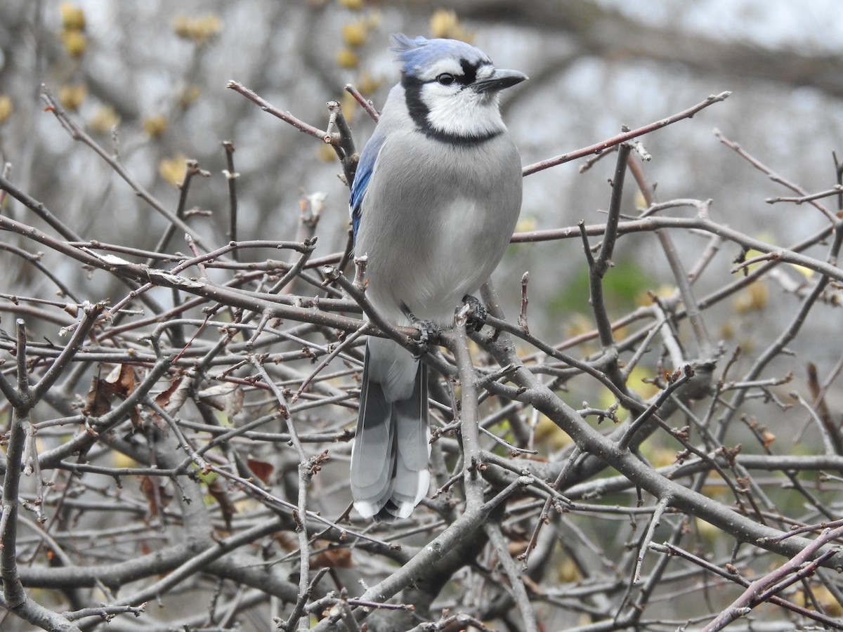 Blue Jay - ML645910685