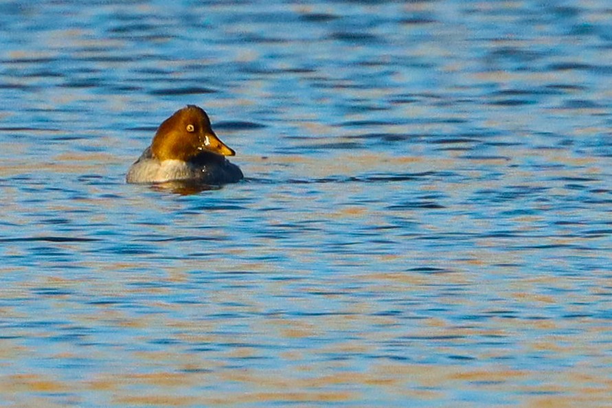 Barrow's Goldeneye - ML645910690