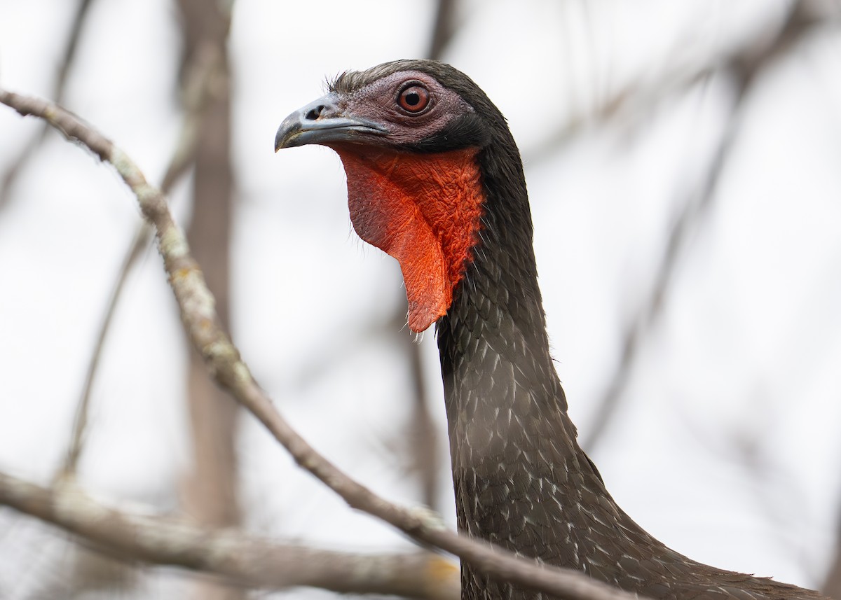 White-winged Guan - ML645910692