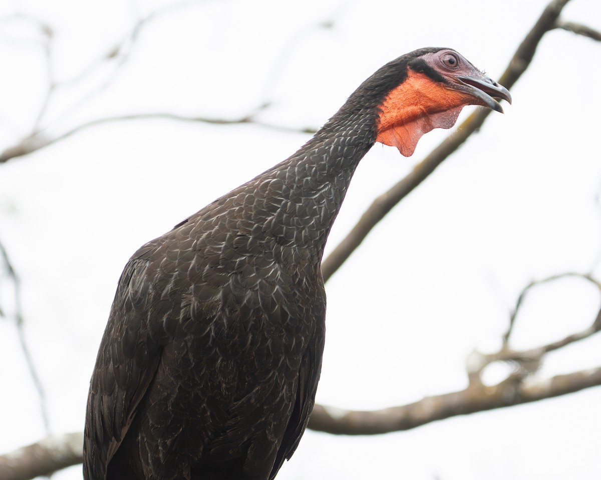 White-winged Guan - ML645910693