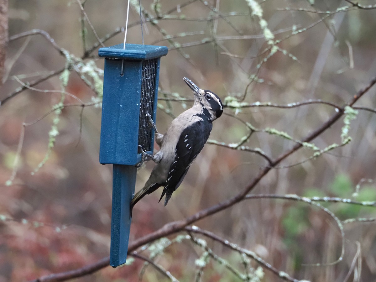 Hairy Woodpecker - ML645910698