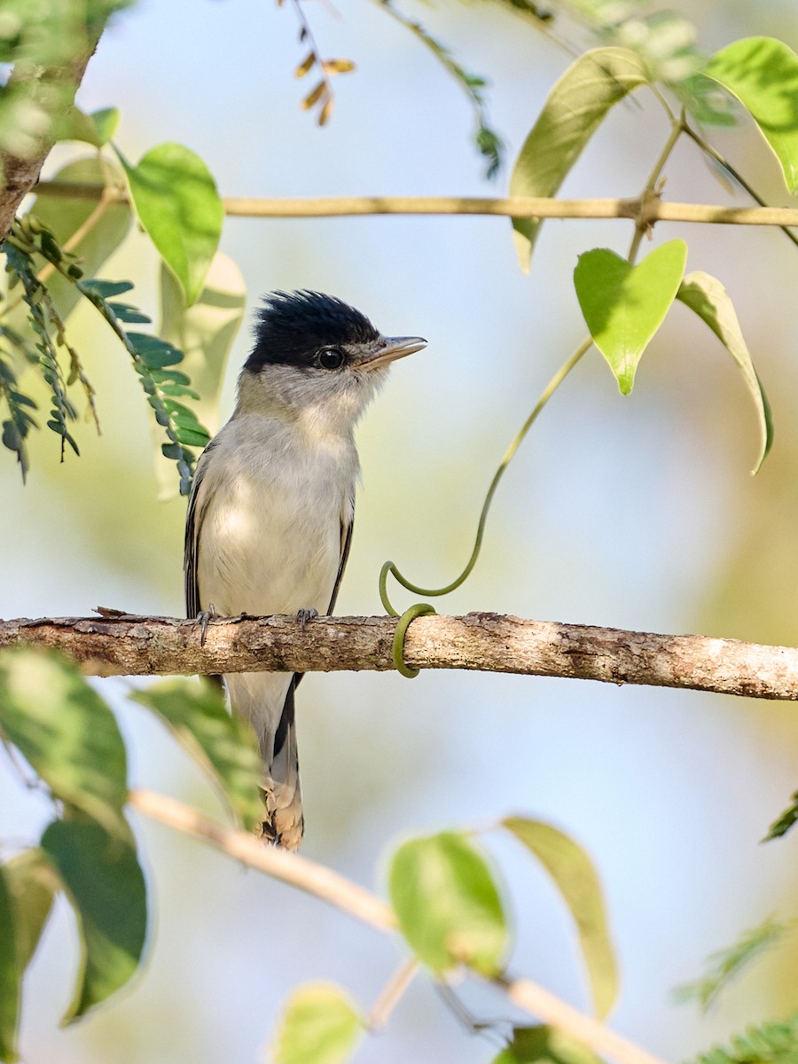 Orta Amerika Bekardı - ML645910700