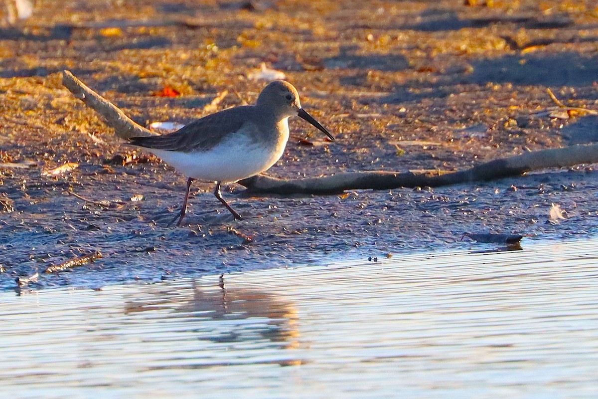 חופית אלפינית - ML645910701