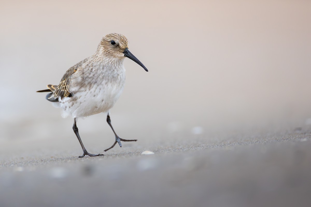 חופית אלפינית - ML645910712
