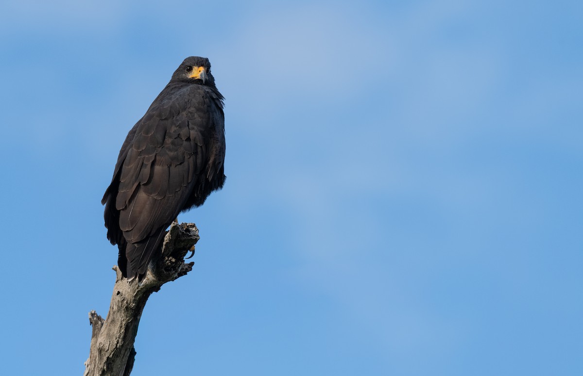 Common Black Hawk (Common) - ML645910713