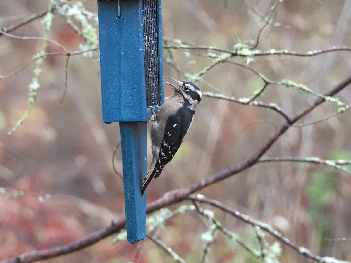 Downy Woodpecker - ML645910719