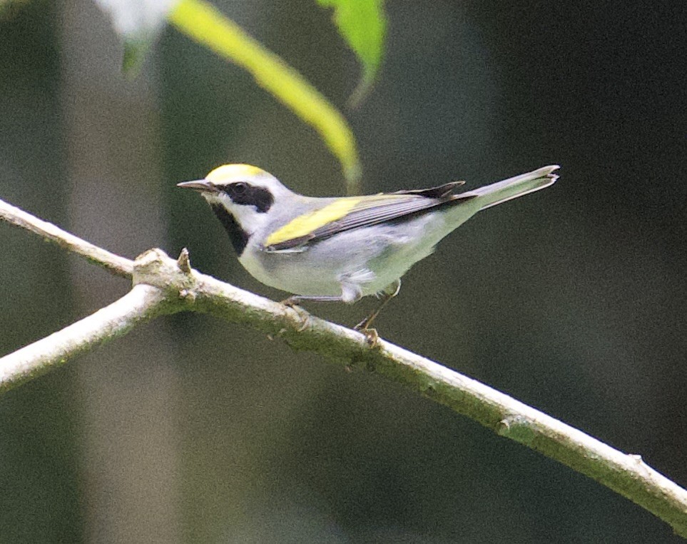 Paruline à ailes dorées - ML645910723