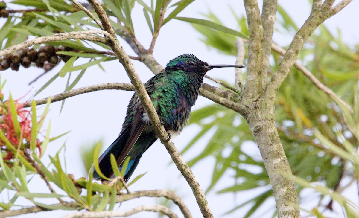 fiolørekolibri - ML645910724