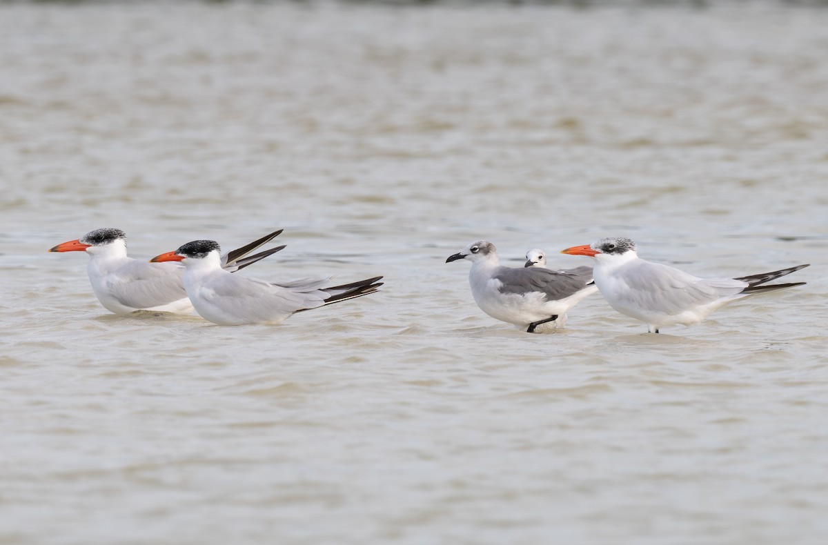 Морин хараалай - ML645910727