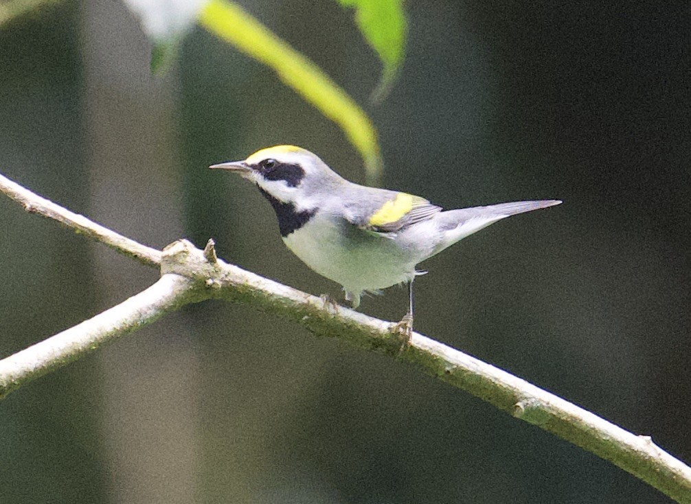 Paruline à ailes dorées - ML645910729