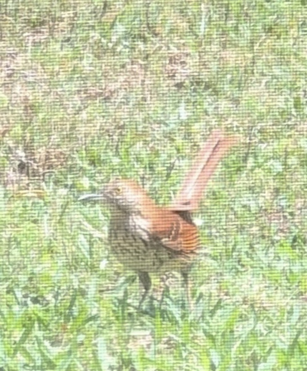 דשוש חום - ML645910732