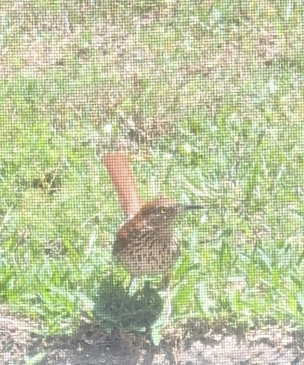 דשוש חום - ML645910733