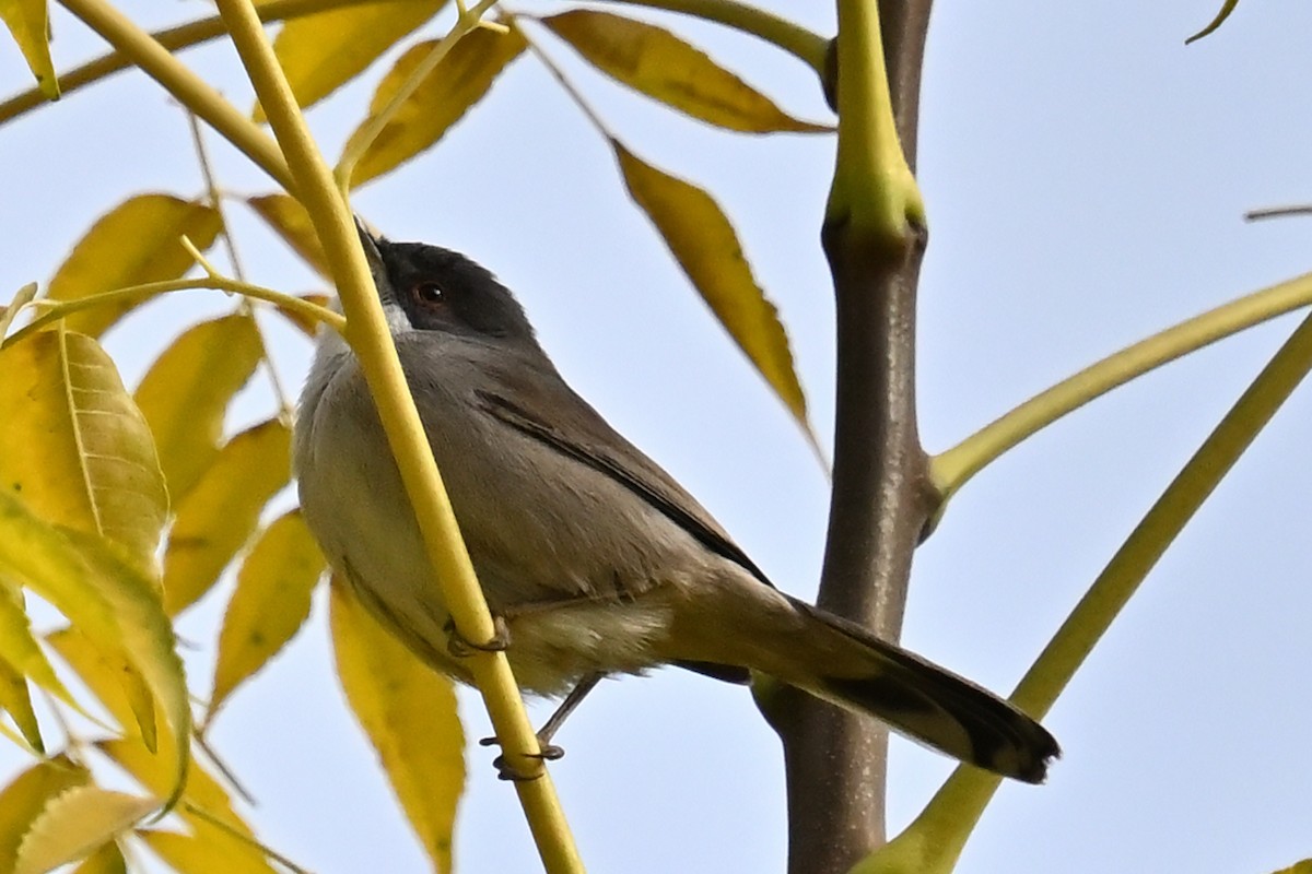 Sardinian Warbler - ML645910746