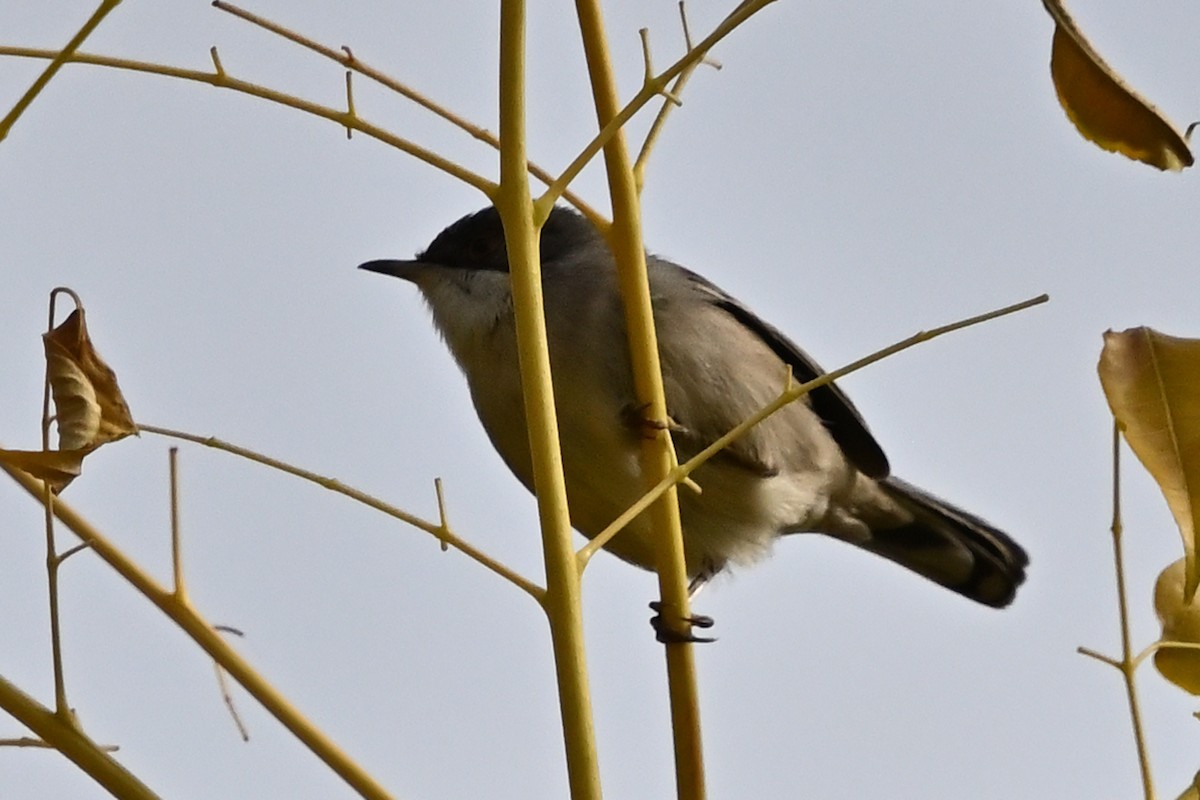 Sardinian Warbler - ML645910747