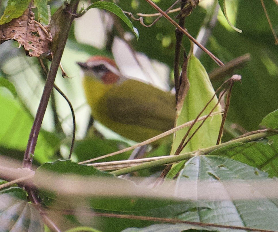 Paruline de Delattre - ML645910759