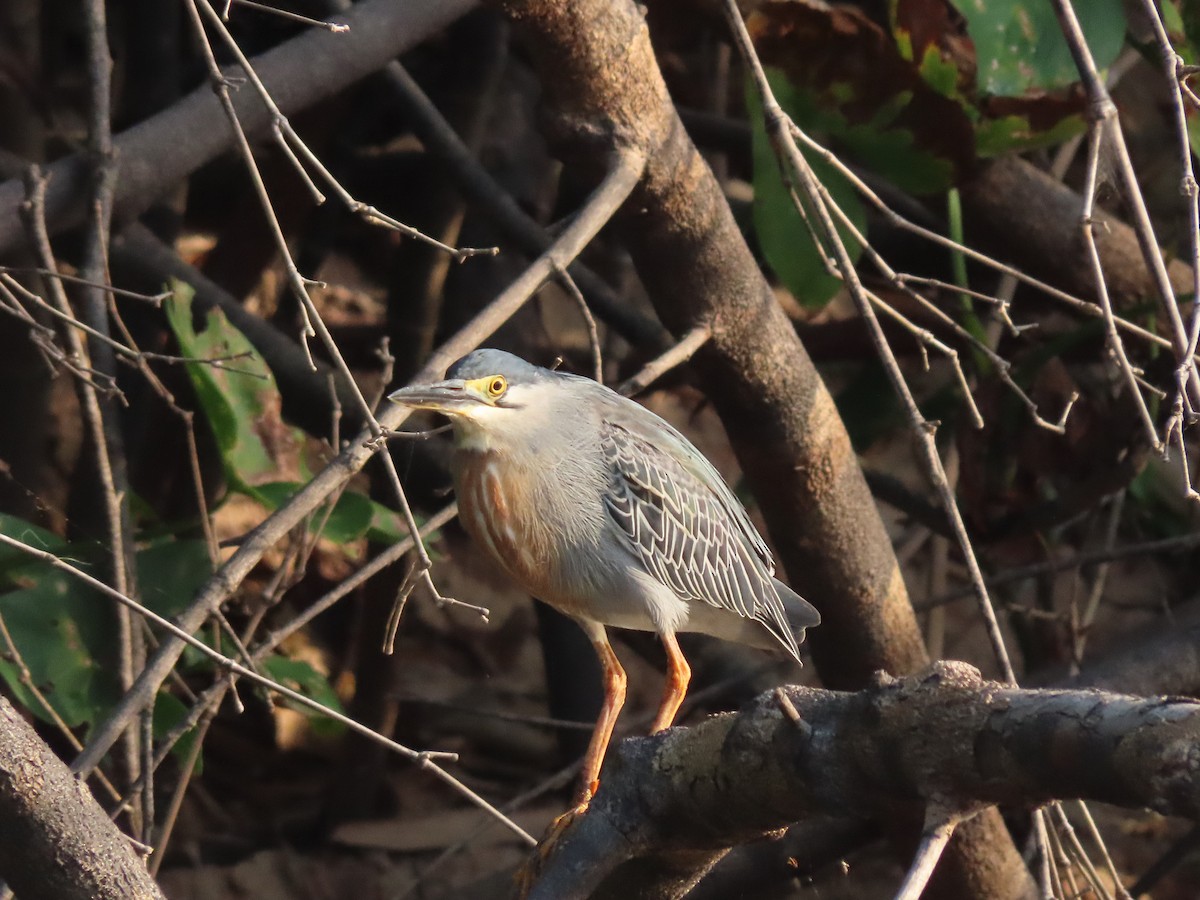 Striated Heron - ML645910767