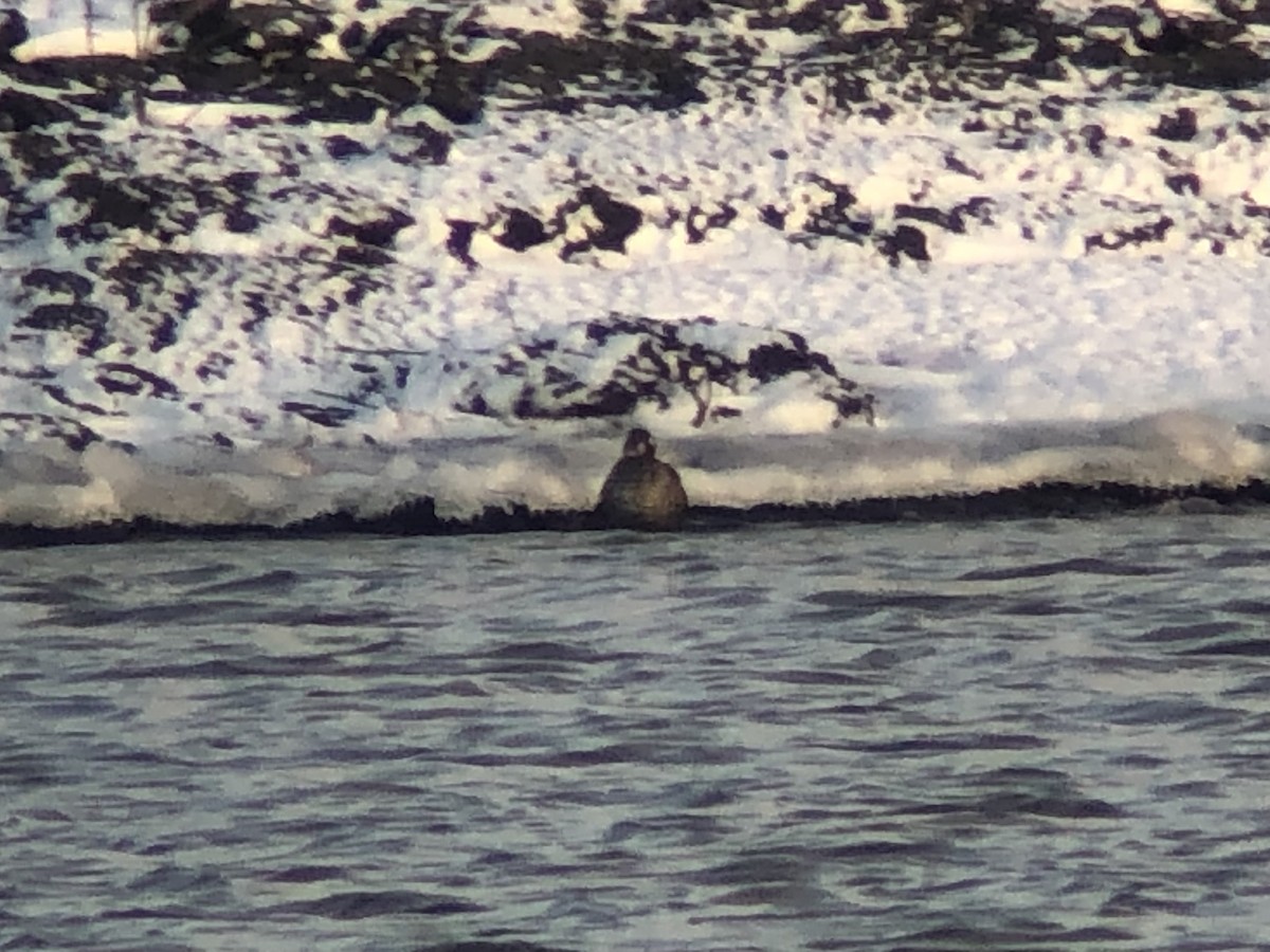 Harlequin Duck - ML645910768