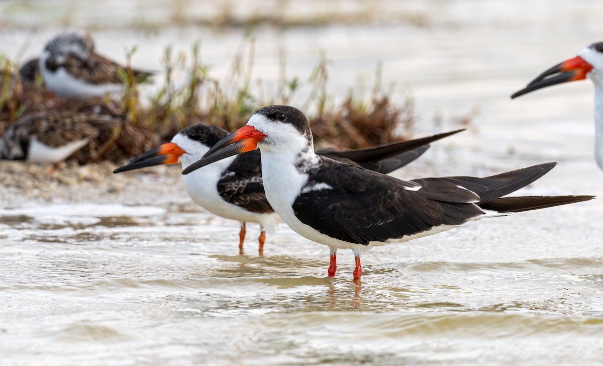 Black Skimmer - ML645910773
