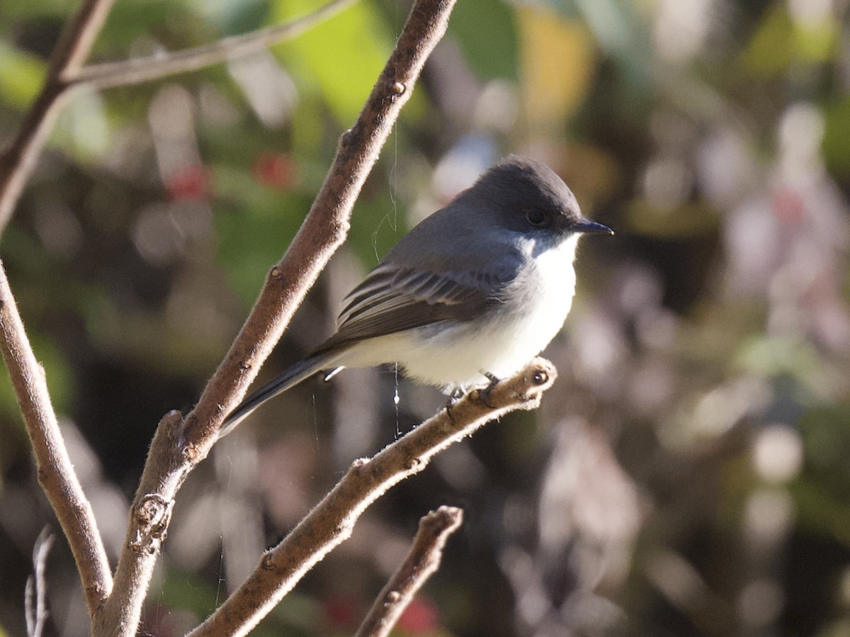 Eastern Phoebe - ML645910776