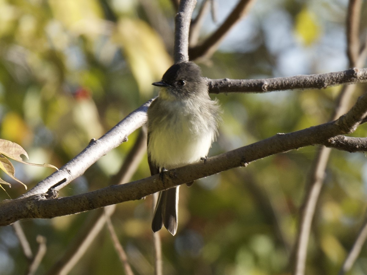Eastern Phoebe - ML645910777