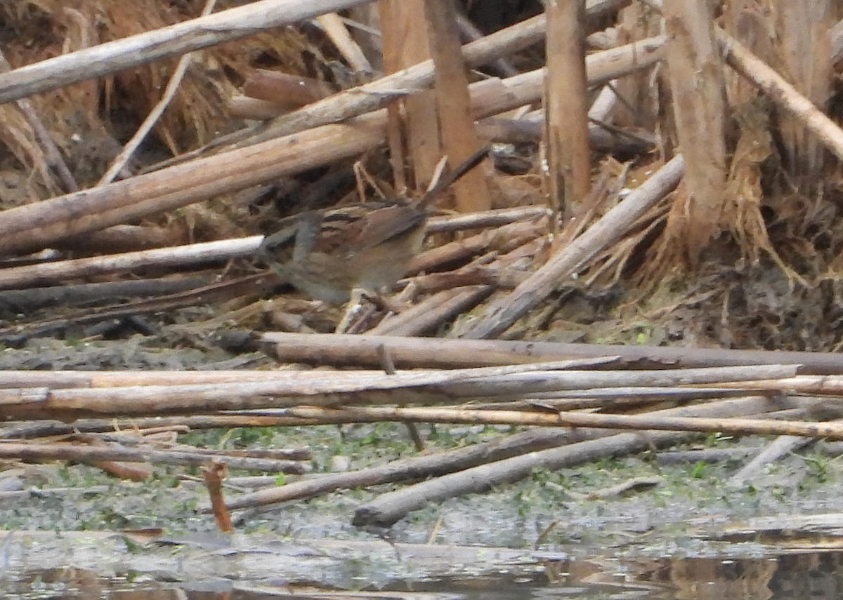 Swamp Sparrow - ML645910780