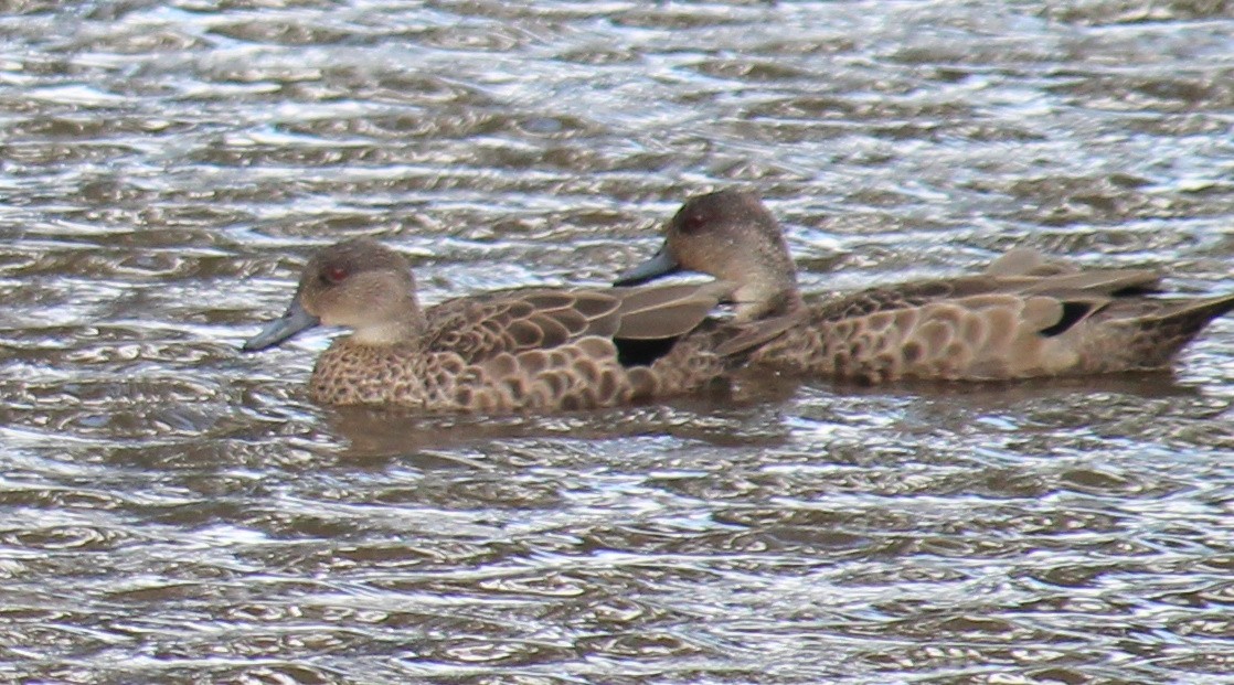 Gray Teal - ML645910783