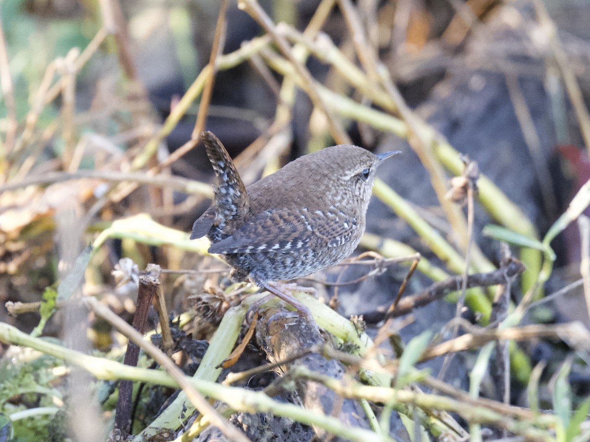 Winter Wren - ML645910785