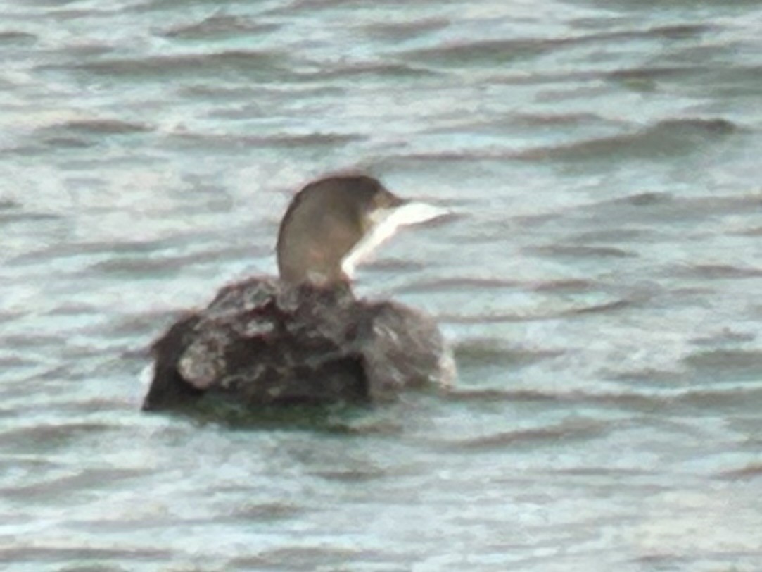 Common Loon - ML645910787