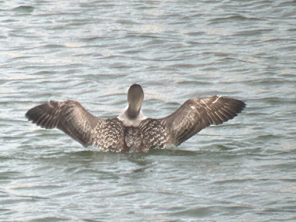 Common Loon - ML645910788