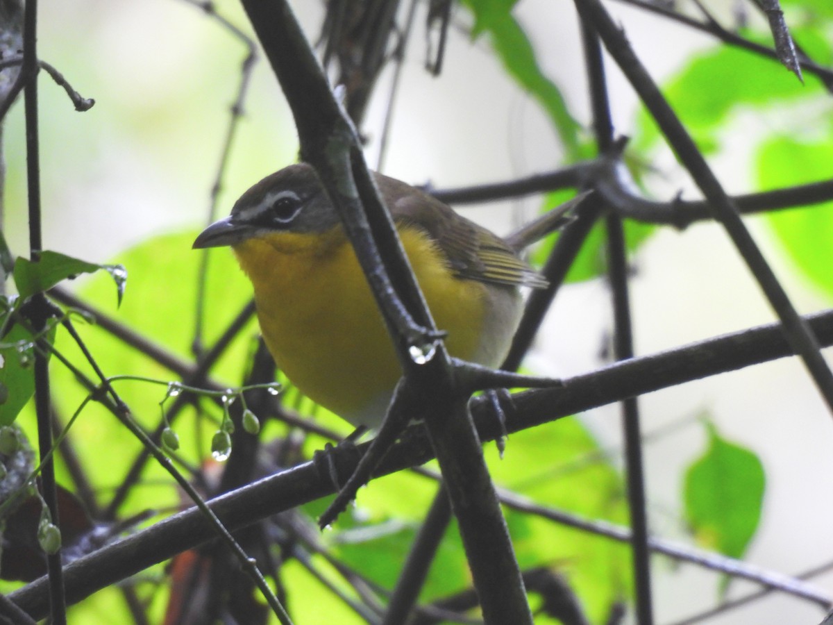 Yellow-breasted Chat - ML645910789