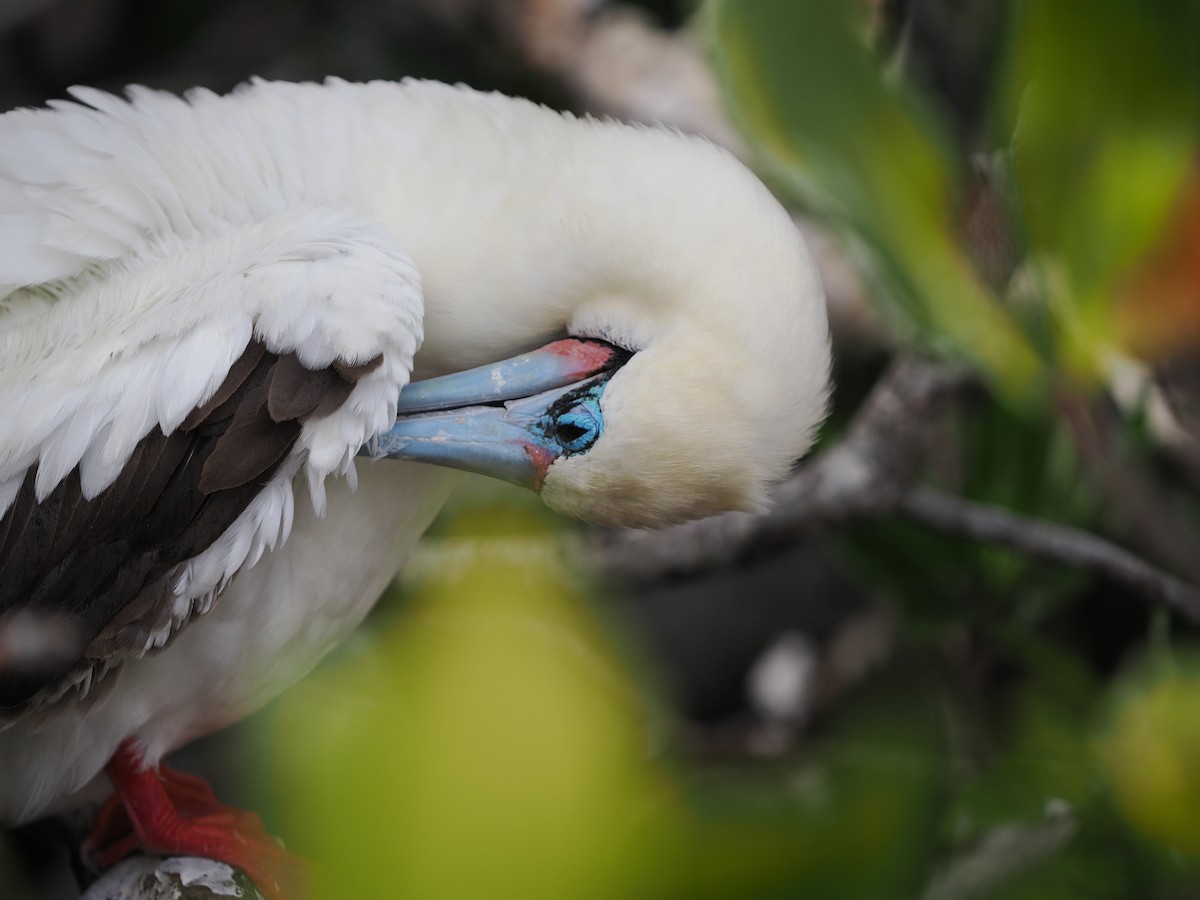 Red-footed Booby - ML645910790